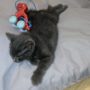 Pavot 5