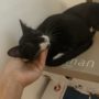 Figaro1