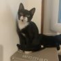 Figaro2