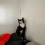 Figaro4