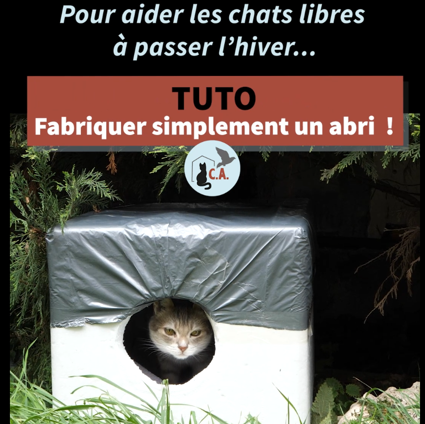 Fabriquer un abri simple pour les chats libres tuto Cosa Animalia