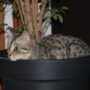 Gaia (4)