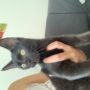 Carum