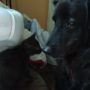 IMG-20220925-WA0011