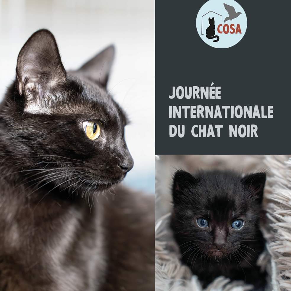 Journ e Internationale Du Chat Noir Cosa Animalia Journ e Internationale Du Chat Noir Cosa Animalia